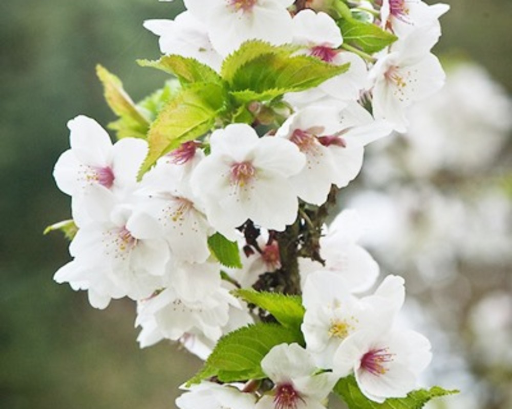 Snow Goose Cherry Flowering Ornamentals McMakin Farms