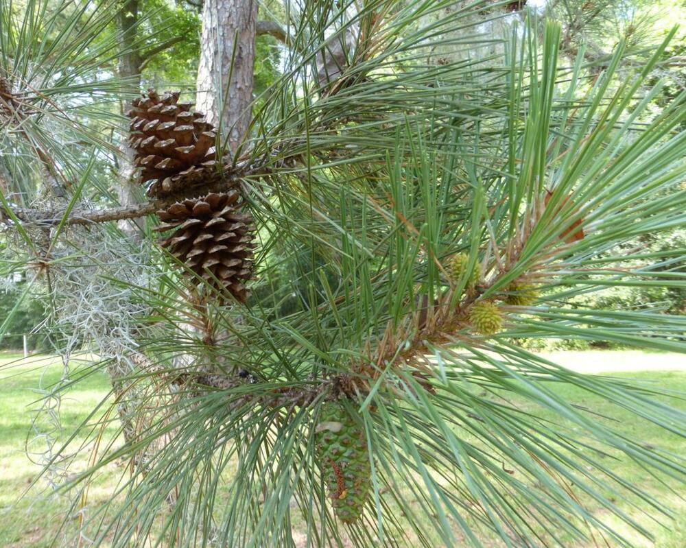 Loblolly Pine Evergreens | McMakin Farms