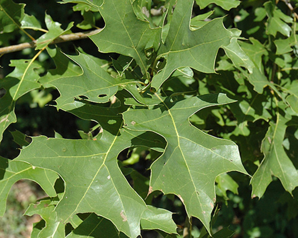 Nuttall Oak Shade Trees | McMakin Farms