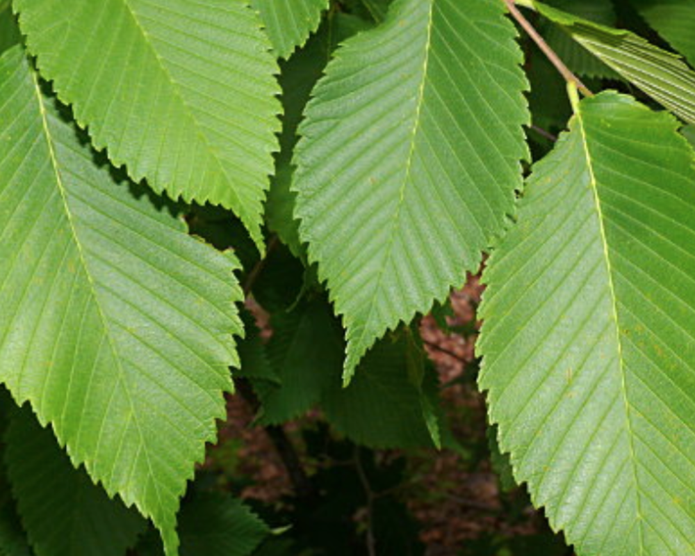 'Princeton' Elm Shade Trees | McMakin Farms