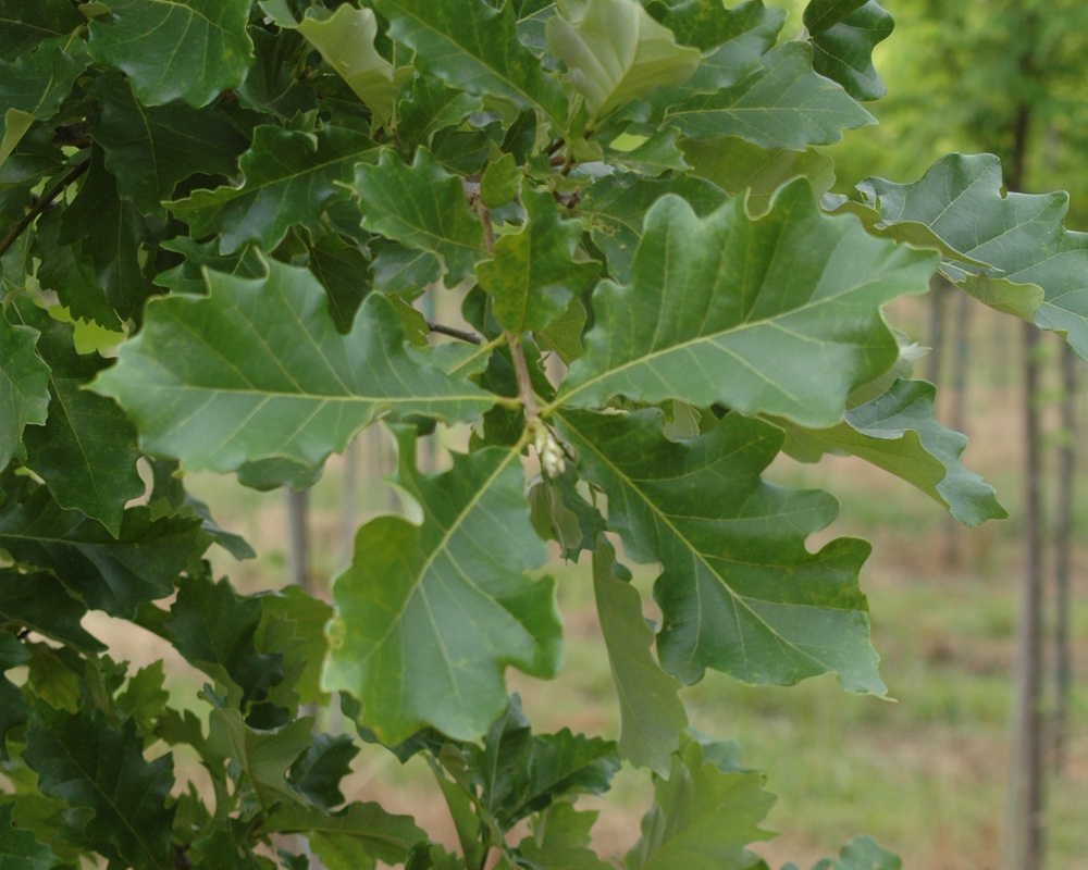 Swamp White Oak Shade Trees | McMakin Farms